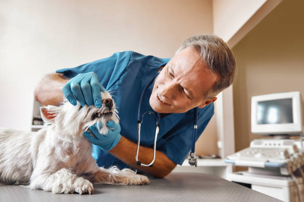 Best Emergency Root Canal Treatment in Kernersville, NC